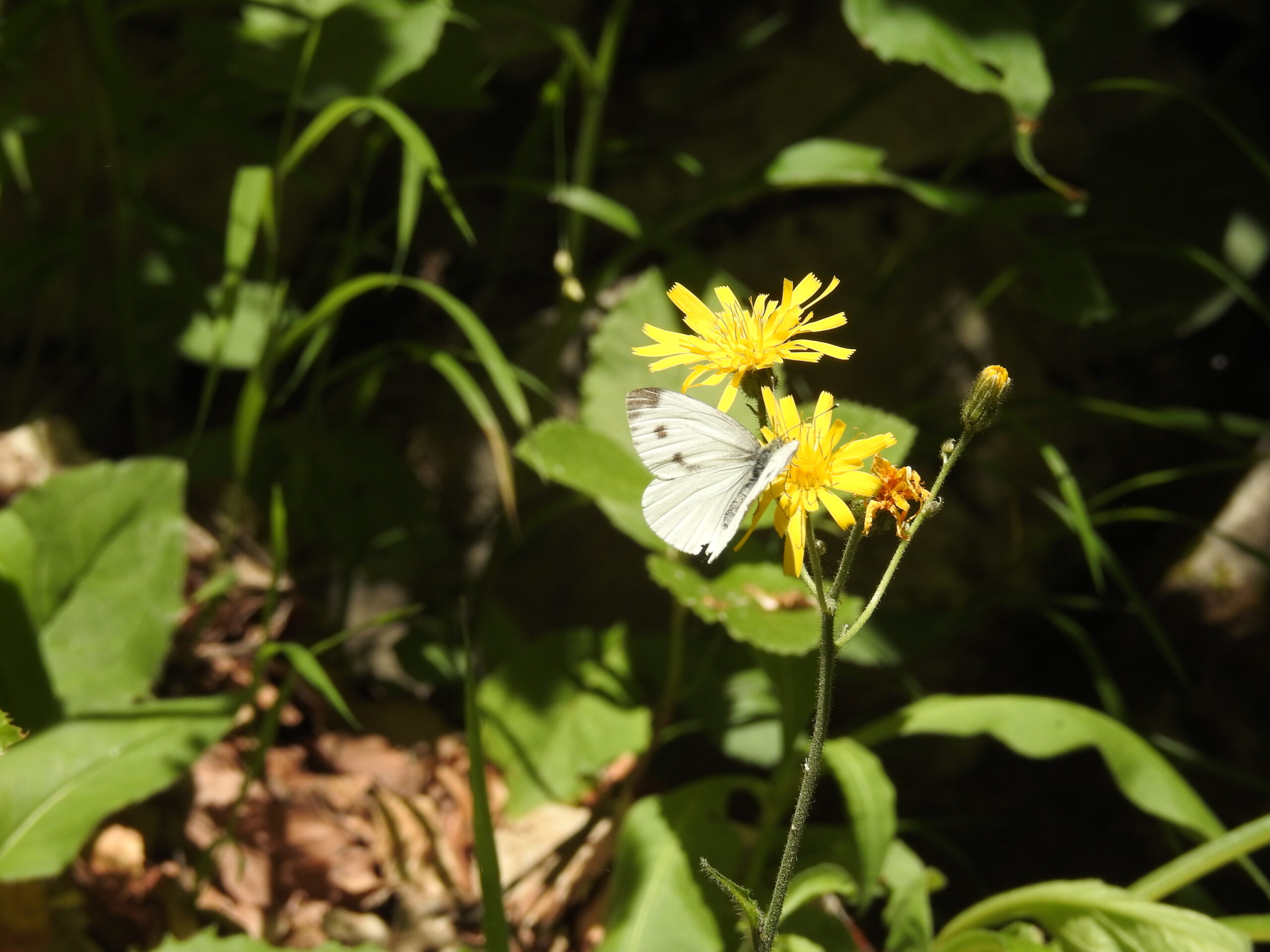 Papillon Piéride de la rave