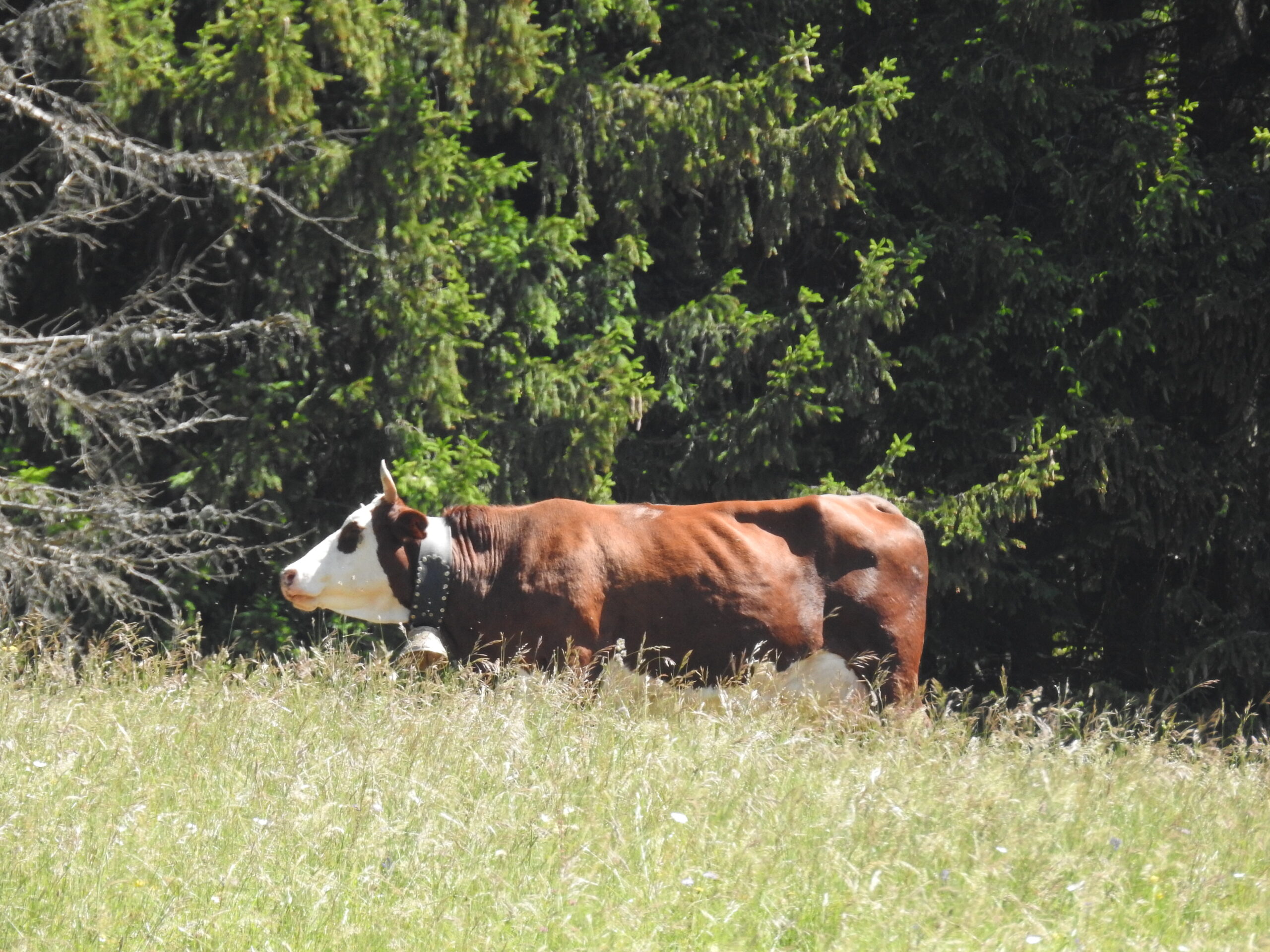 Vache Abondance